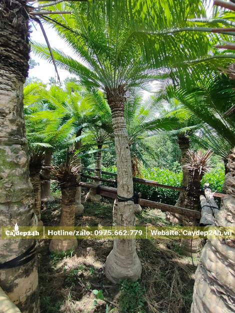 Vườn cây Thiên Tuế cảnh dâm ủ lâu năm, chiều cao khoảng 2m