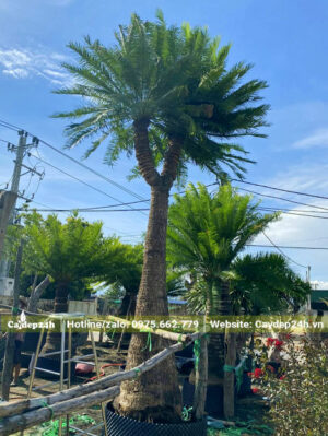 Thiên Tuế cổ thụ cao gần 4m