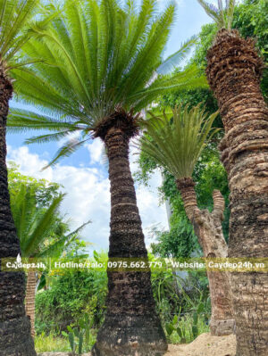 Cây hoa Thiên Tuế thẳng đẹp, đường kính gốc 35 - 40cm