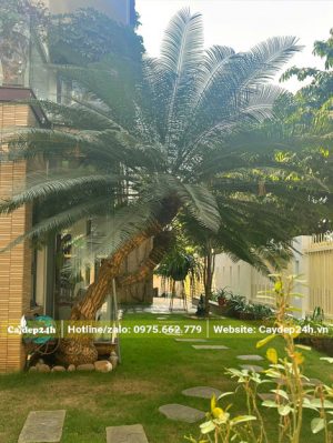 Trang trí sân vườn biệt thự bằng cây Thiên Tuế cảnh