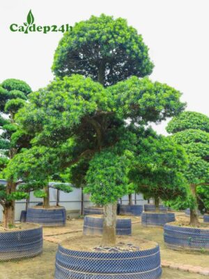 Cây Tùng La Hán dáng trực đẹp, đường kính gốc từ 10- 15cm