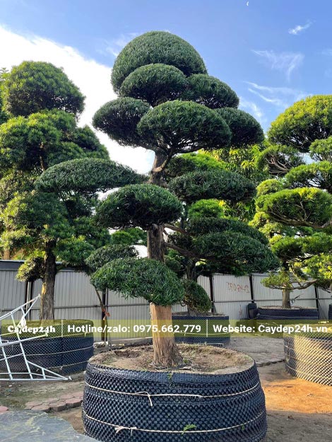 Mua bán cây Tùng Lá Hán chiều cao 3m, đường kính gốc gần 20cm