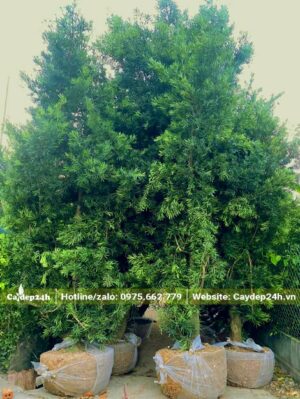 Chuyển cây Tùng La Hán bứng thẳng, chiều cao 3,5m lên xe tải