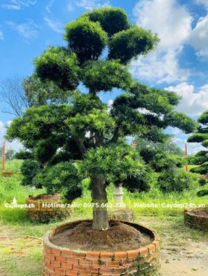 Tùng La Hán đường kính gốc 15 - 18cm