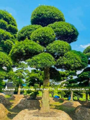 Cây Tùng La Hán tuyển chọn tán đẹp, mật độ lá dày, xanh mướt