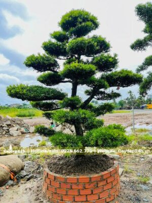 Cây mới dâm ủ, chiều cao hơn 2m, đường kính gốc 5cm