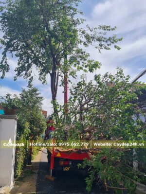 Xe cần cẩu đang nâng cây Mai Anh Đào đường kính gốc 15cm lên xe