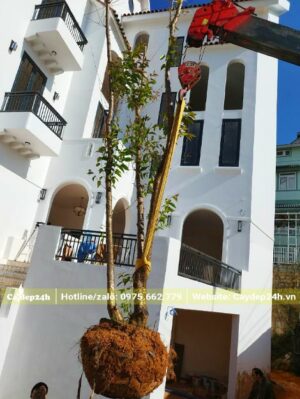 Trồng cây hoa Mai Anh Đào đã dâm ủ trước nhà biệt thự