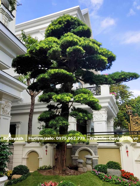 Cây Tùng La Hán cổ thụ chiều cao gần 4m, trồng trong sân vườn biệt thự