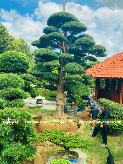Công nhân đang thi công trồng cây La Hán Tùng cho một dự án nhà vườn tại Hà Nội