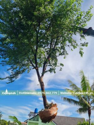 Cần cẩu đang di chuyển cây Mai Anh Đào công trình đường kính hơn 10cm