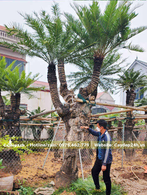 Tỉa lá, chăm sóc cho vườn cây Thiên Tuế cổ thụ