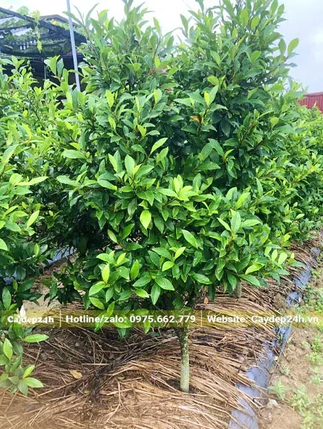 Những luống cây hoa Lan Tiêu cảnh trưởng thành chiều cao khoảng 1m