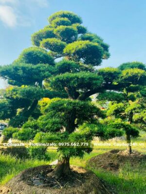 Cây đã dâm ủ nhiều năm trên bầu đất nổi trong nhà vườn