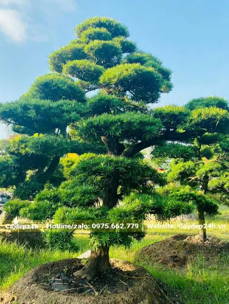 Cây đã dâm ủ nhiều năm trên bầu đất nổi trong nhà vườn
