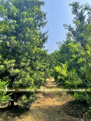 Vườn Tùng La Hán công trình được chăm sóc từ nhỏ, chiều cao khoảng 4m