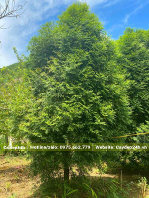 Bách Xanh cao hơn 3m, đường kính tán lá gần 2m