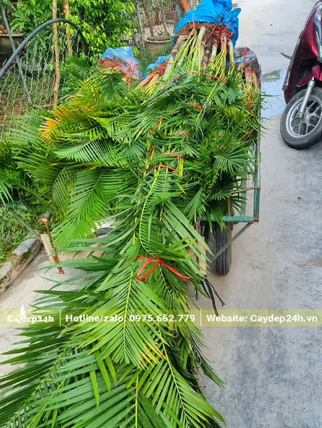 Xếp cây Cau Vàng lên xe kéo để chuyển từ vườn ra xe tải