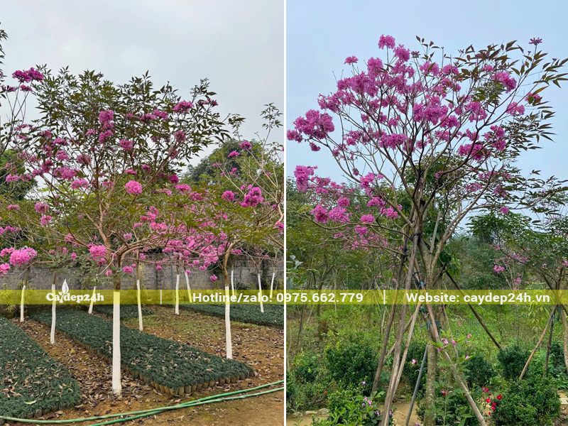 Vườn nuôi trồng cây phong linh tím công trình đường kính gốc 7 - 10cm