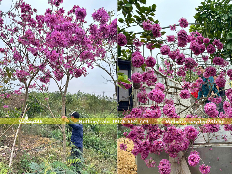 Bứng và vận chuyển cây phong linh tím công trình sẵn hoa