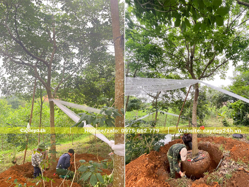 Công nhân đang đào đất bứng bầu cây hoa phong linh tím