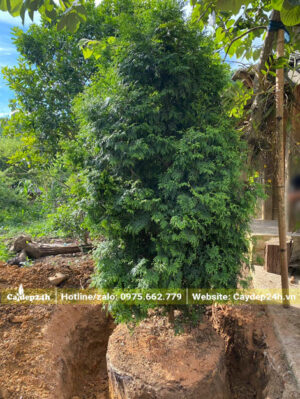 Chiều cao cây khoảng 2m, đường kính bầu tầm 55cm