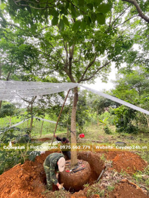 Bứng bầu cây phong linh tím cổ thụ đường kính gốc trên 20cm