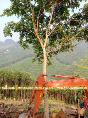 Đào đất bứng bầu cây Săng Lẻ công trình đường kính thân 18cm