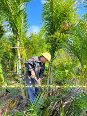 Công nhân tỉa bớt cành lá và dùng dây buộc gọn gàng trước khi bứng bầu