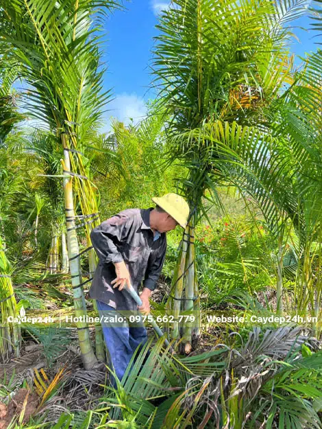 Công nhân tỉa bớt cành lá và dùng dây buộc gọn gàng trước khi bứng bầu