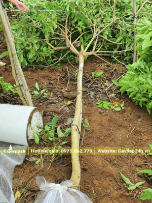 Bọc bầu cây hoa Huỳnh Liên vàng đường kính 5cm bằng lưới tự tiêu