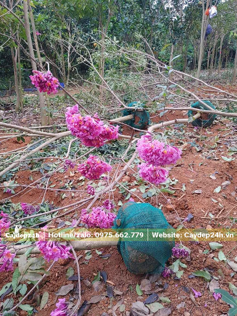 Đánh bầu số lượng lớn cây Phong Linh Tím sẵn hoa