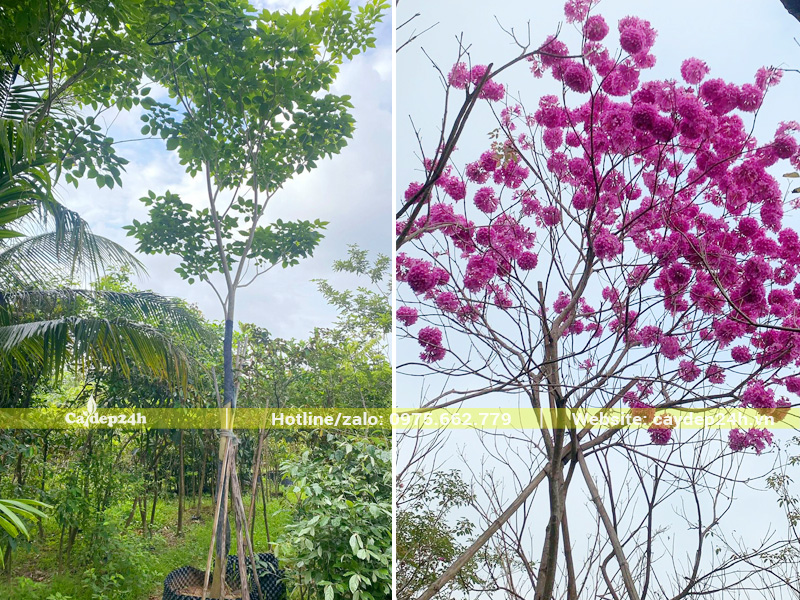 Hình ảnh cây phong linh tím đã dưỡng ủ, khỏe đẹp, ra hoa nhiều và đẹp