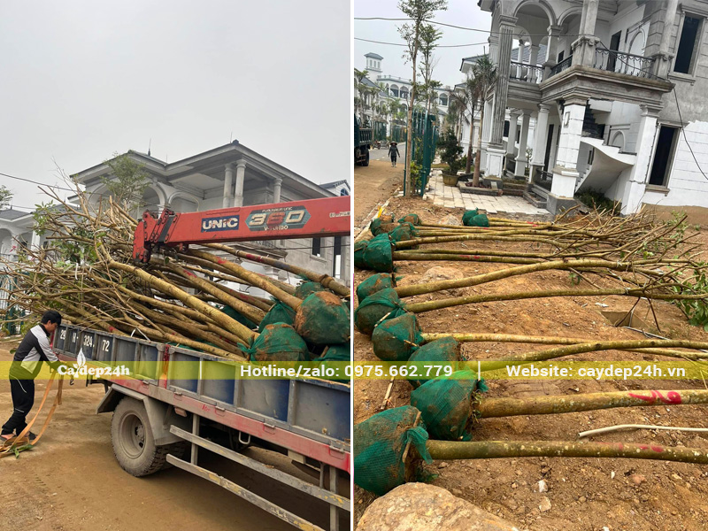 Tập kết trồng cây phong linh tím công trình đường kính gốc 10 - 12cm