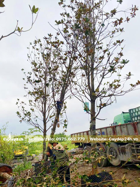 Cẩu cây Sen Đất cao 4m, vanh 50 lên thùng xe tải