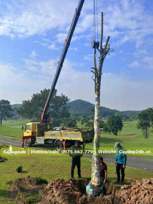 Cần cẩu đang đưa cây Sò Đò Cam cổ thụ vào hố trồng