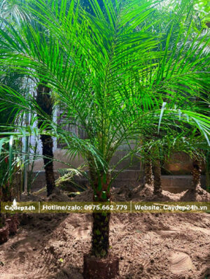 Tán lá tỏa tròn đẹp, lóng thân cao khoảng 50 - 60cm