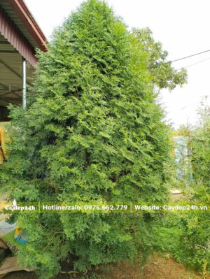 Cây Bách Xanh trồng trước nhà cao hơn 2m