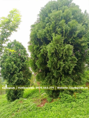 Tán cây sum suê chưa cắt tỉa, tán hình trứng độc đáo