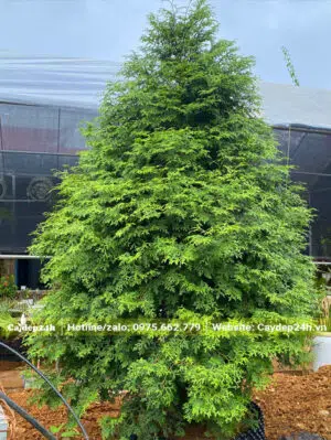 Cây cao 2m, đường kính tán 1m2