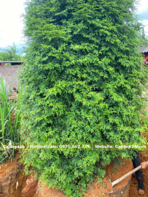 Đánh bầu cây gỗ Bách Xanh trưởng thành đường kính gốc 10cm