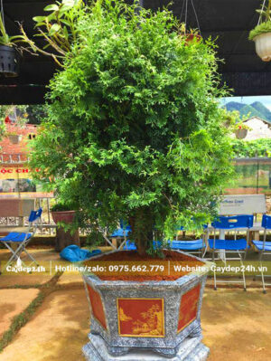 Trồng cây Bách Xanh cảnh vào chậu đá lục giác để đặt trước nhà