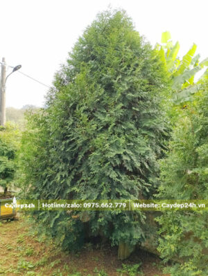 Tán hình tháp, đường kính khoảng 1,5