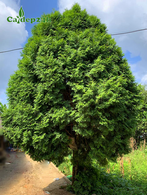 Cây Bách Xanh lâu năm cao lớn, đường kính gốc đạt gần 20cm