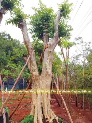 Săng Lẻ cổ thụ vanh 200