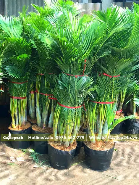 Những cây Cau Vàng kích thước phù hợp để trồng trong nhà