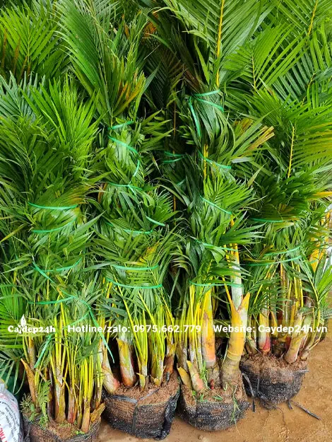 Cau Vàng lâu năm dưỡng bầu thời gian ngắn