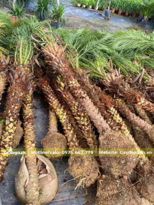 Cau Nga Mi công trình đã dưỡng ủ, cao gần 3m cả thân và cành lá