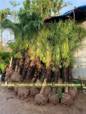 Hàng chục cây Cau Nga Mi đẹp, đã ra trái, lóng thân cao 1m