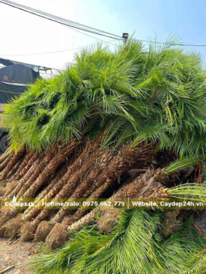 Hàng đẹp, lóng thân cao 1.5 - 2m